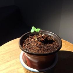 Location: QC, Canada
Date: January 18 2020
Young Catalpa speciosa seedling.