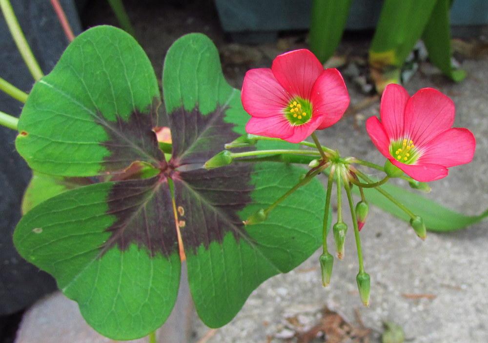Photo of Good Luck Plant (Oxalis tetraphylla 'Iron Cross') uploaded by jmorth