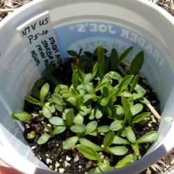 Location: Illinois, US
Date: 2017-05-05
Seedlings from wintersowing.