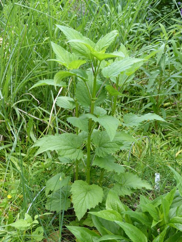 Photo of Late Figwort (Scrophularia marilandica) uploaded by molanic