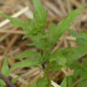 Valuable weed, a host plant for Red Admiral Butterfly.
