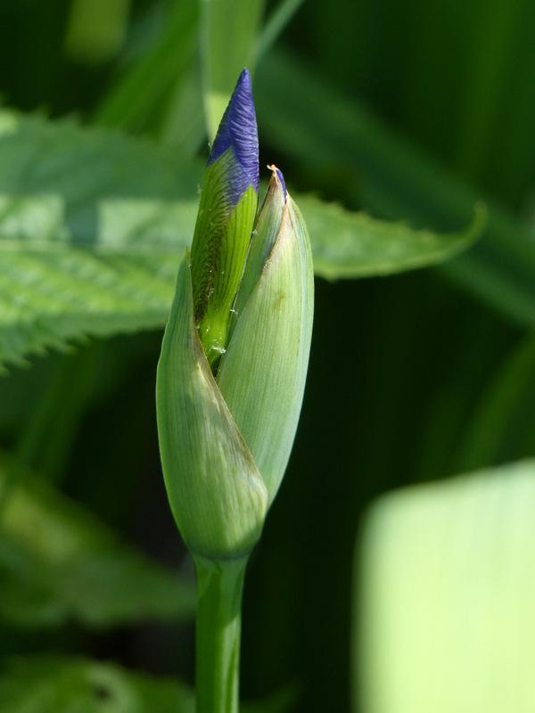 Photo of Species Iris (Iris virginica) uploaded by molanic