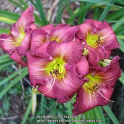 Location: My Garden, Ontario, Canada
Date: 2019-08-21
Unique colour combination and very prolific bloomer.