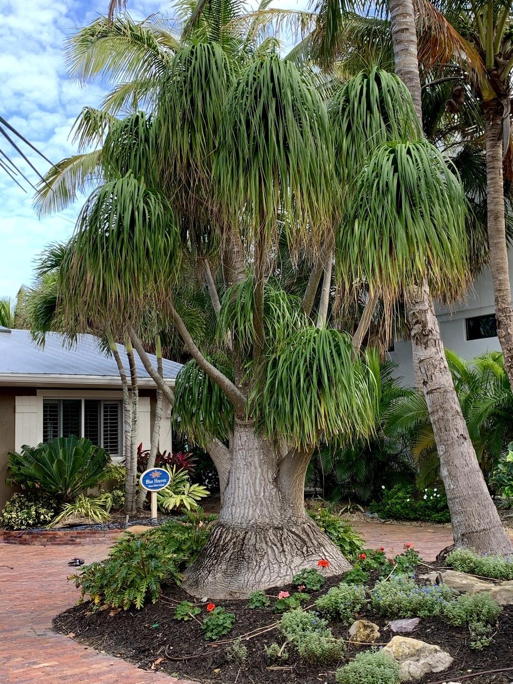 The Ponytail Palm (Beaucarnea recurvata) - Garden.org
