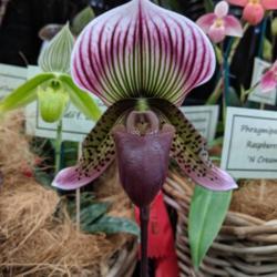 Location: OSCOV Show, Melbourne, Victoria, Australia
Date: 2019-08-24
Part of the North-East Melbourne Orchid Society display.