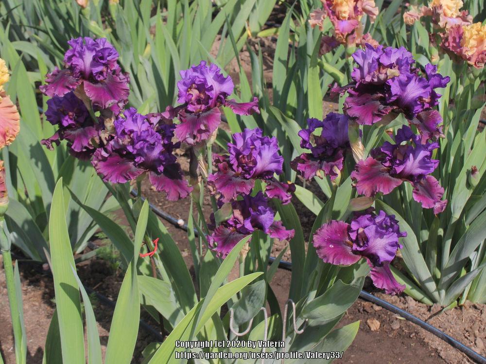 Photo of Tall Bearded Iris (Iris 'Dakota Smoke') uploaded by Valery33