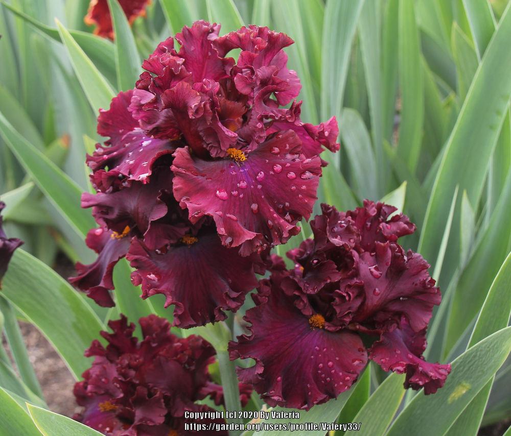 Photo of Tall Bearded Iris (Iris 'Red Skies') uploaded by Valery33