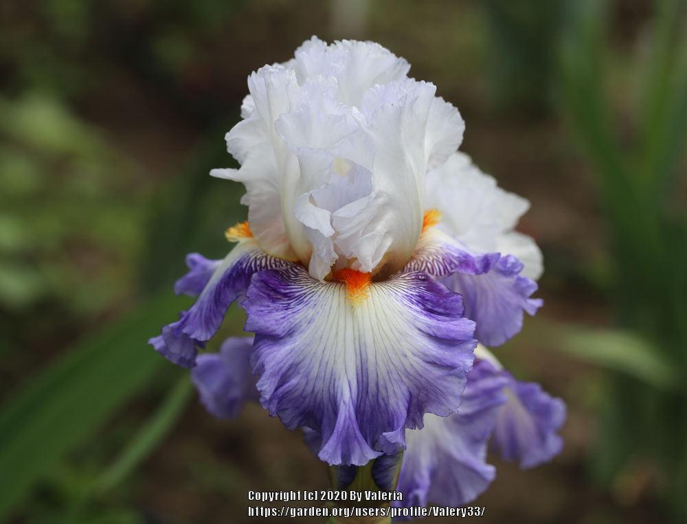 Photo of Tall Bearded Iris (Iris 'Guardian's Fire') uploaded by Valery33