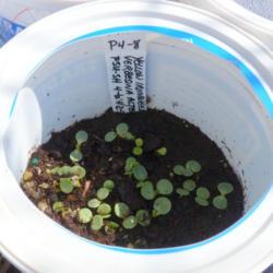 Location: Illinois, US
Date: 2016-04-17
Seedlings from wintersowing.