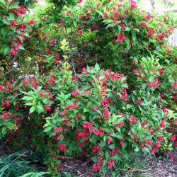 Location: Illinois, US
Date: 2011-06-03
Maybe a variety of Weigela florida?