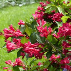 Location: Illinois, US
Date: 2015-06-01
Maybe a variety of Weigela florida?