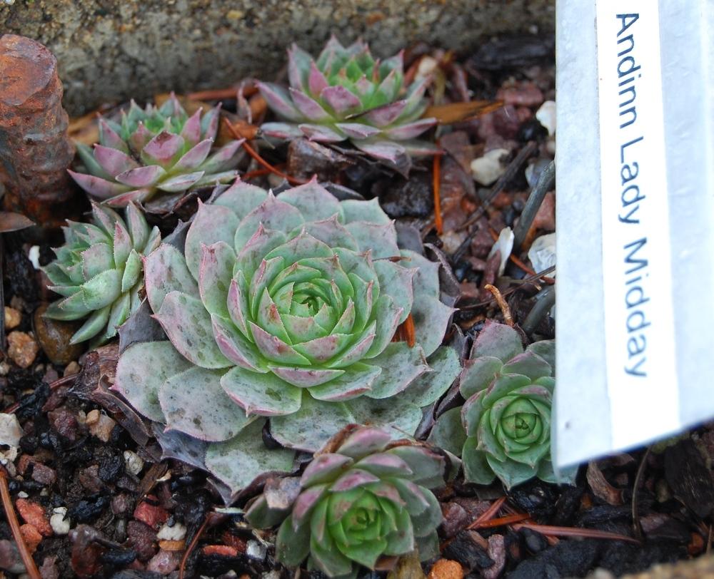 Photo of Hen and chicks (Sempervivum 'Andinn Lady Midday') uploaded by valleylynn