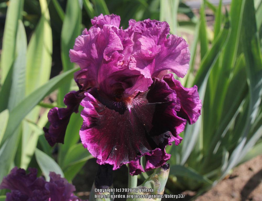 Photo of Tall Bearded Iris (Iris 'Accessible') uploaded by Valery33