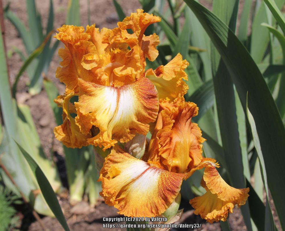 Photo of Tall Bearded Iris (Iris 'Yellow Brick Road') uploaded by Valery33