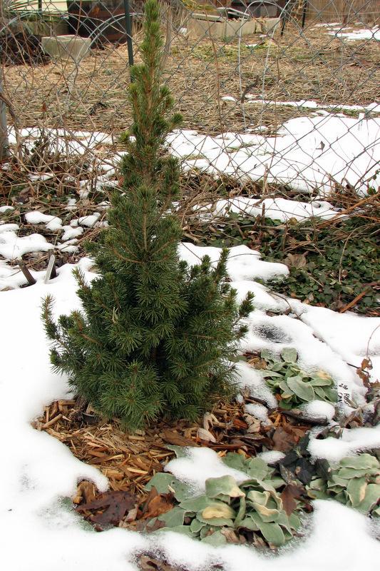Photo of Dwarf Alberta Spruce (Picea glauca var. albertiana 'Conica') uploaded by molanic