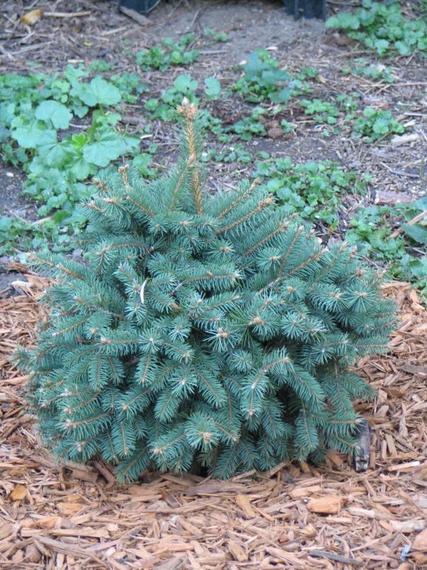 Photo of Colorado Blue Spruce (Picea pungens) uploaded by molanic