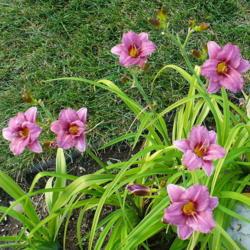 Location: Nora's Garden - Castlegar, B.C.
Date: 2013-07-17
- Always perky and very floriferous.