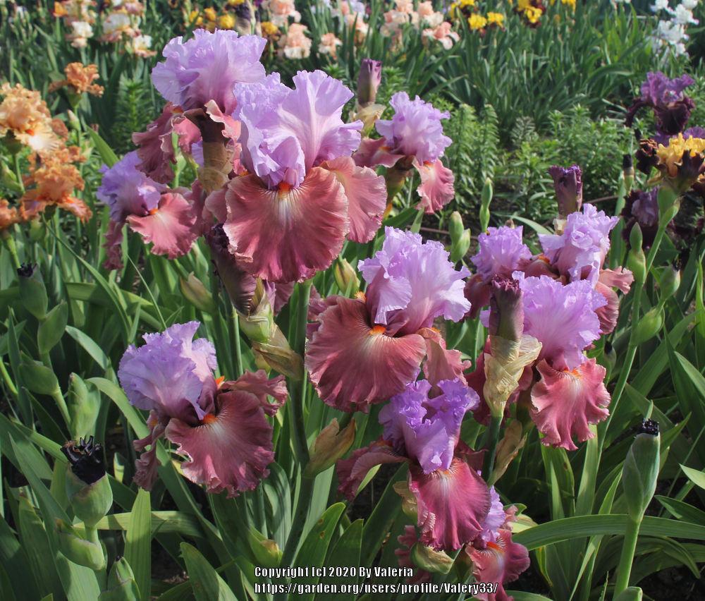 Photo of Tall Bearded Iris (Iris 'Chasing Destiny') uploaded by Valery33