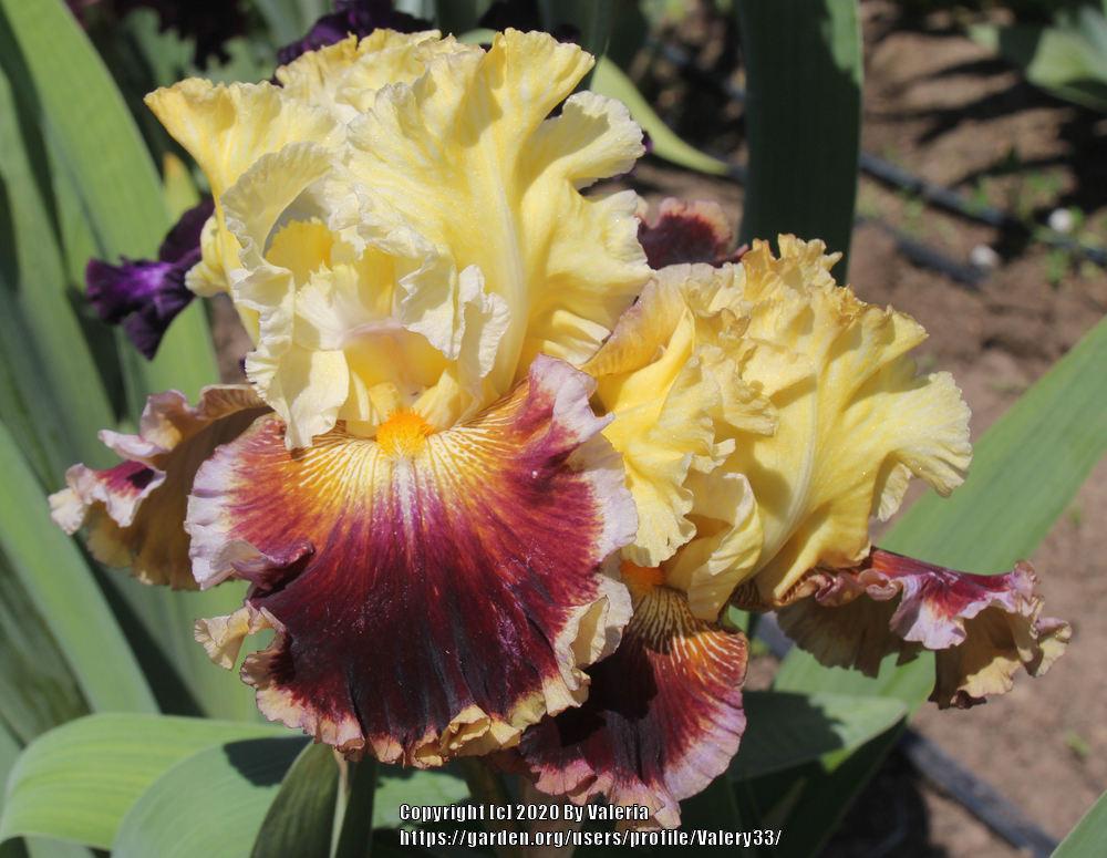 Photo of Tall Bearded Iris (Iris 'Battle of the Bands') uploaded by Valery33