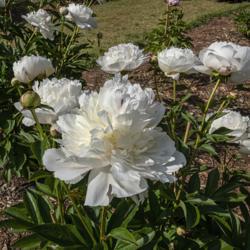 Location: Peony Garden at Nichols Arboretum, Ann Arbor, Michigan
Date: 2019-06-12
Avalanche peony - most of the blooms are on one plant, with a few