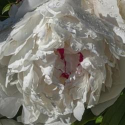 Location: Peony Garden at Nichols Arboretum, Ann Arbor, Michigan
Date: 2019-06-14
Avalanche peony, showing the red flakes or streaks that appear in