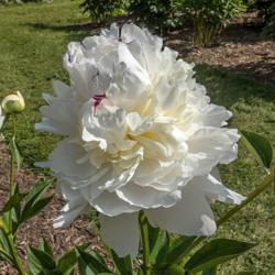 Location: Peony Garden at Nichols Arboretum, Ann Arbor, Michigan
Date: 2019-06-12
Avalanche peony, with a few red streaks and a view of the cream c