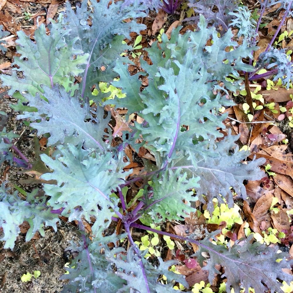 Photo of Siberian Kale (Brassica napus 'Red Russian') uploaded by GaNinFl