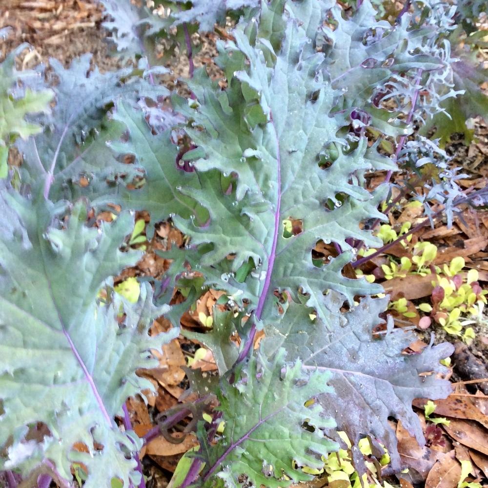 Photo of Siberian Kale (Brassica napus 'Red Russian') uploaded by GaNinFl