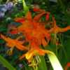- An elegant and exceptionally large Crocosmia, introduced in 191
