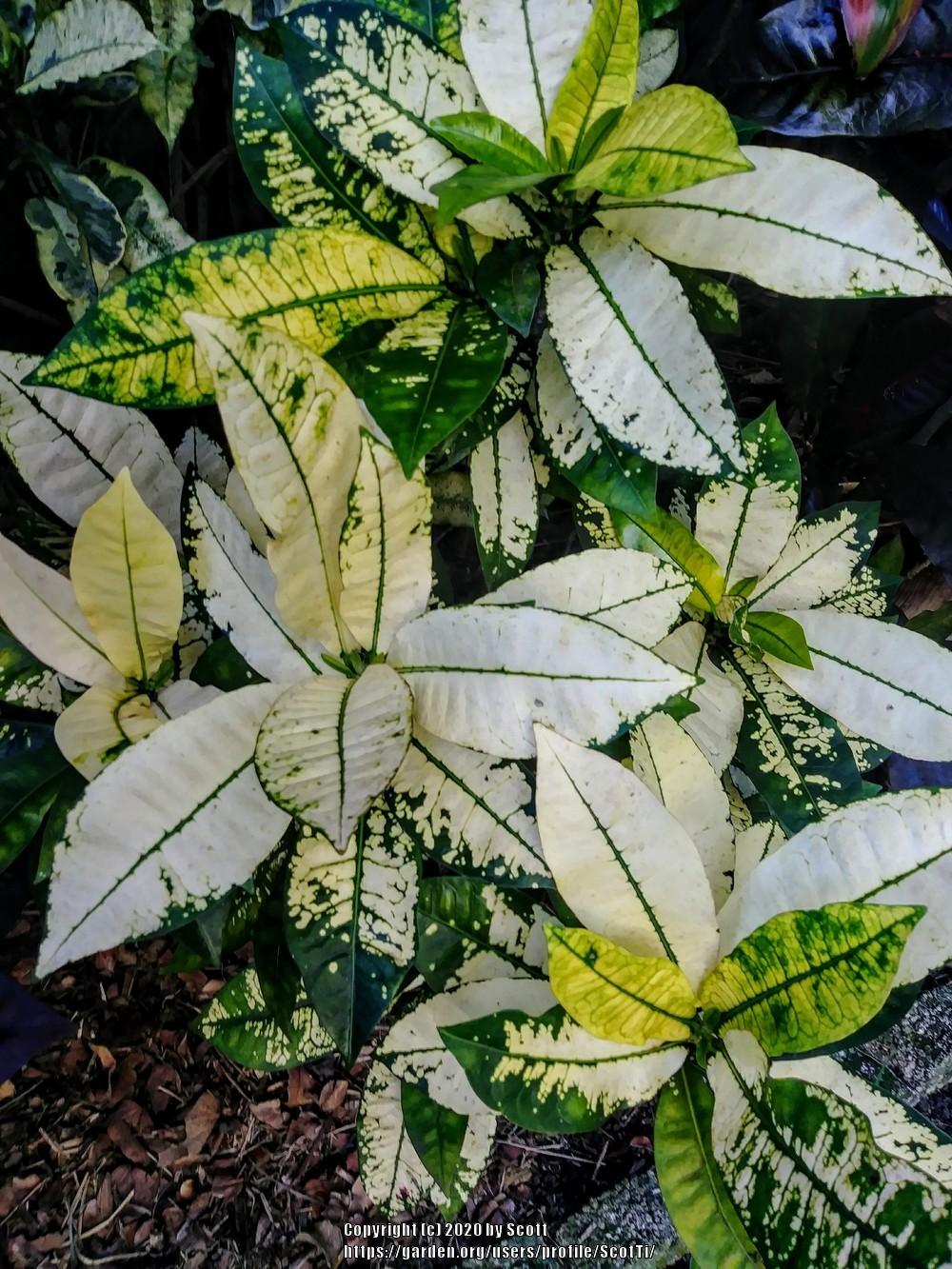 Photo of Croton (Codiaeum variegatum 'Yellow Iceton') uploaded by ScotTi