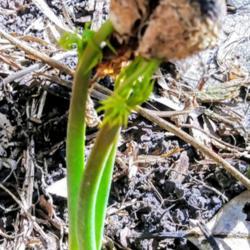 Location: Tampa FL
Date: 2020-01-25
3 seedlings emerging from the fruit seed