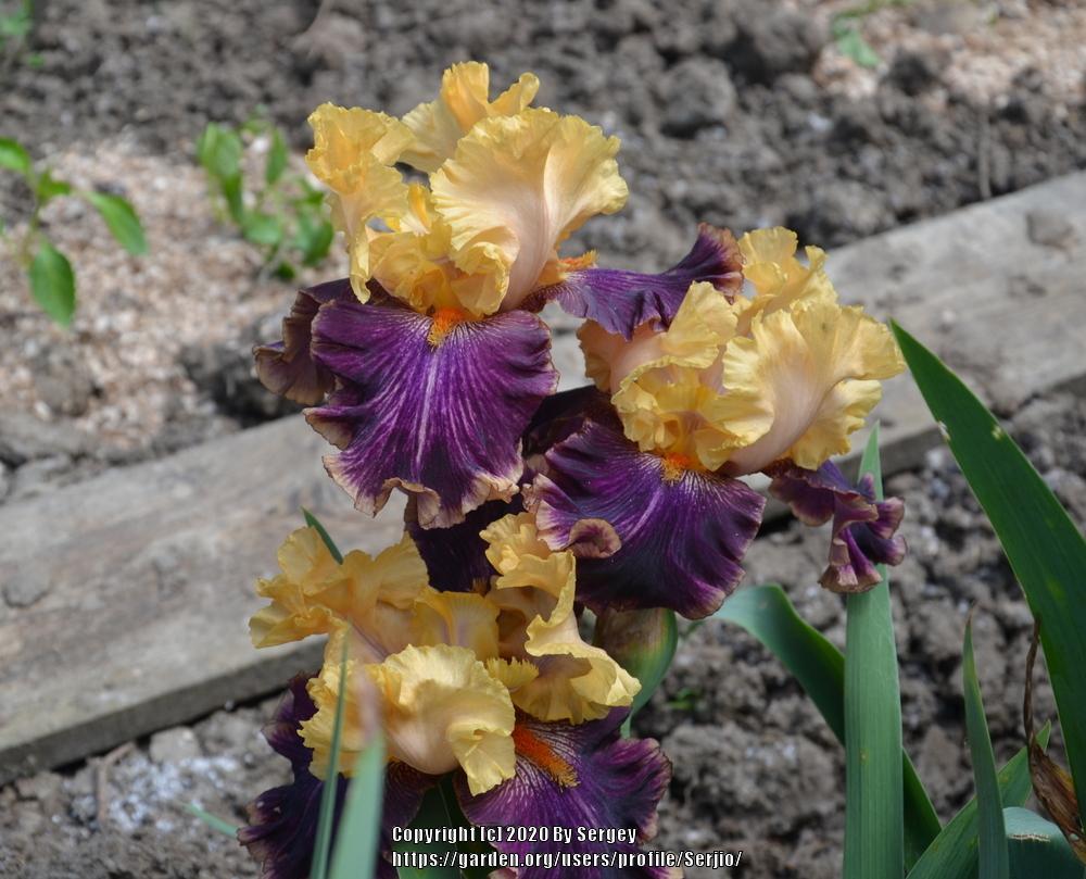Photo of Border Bearded Iris (Iris 'Fruit Stripe') uploaded by Serjio