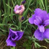 Seneca Blue Rose iris