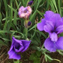 Location: Royal Botanical Gardens, Burlington, Ontario
Date: June 22, 2019
Seneca Blue Rose iris