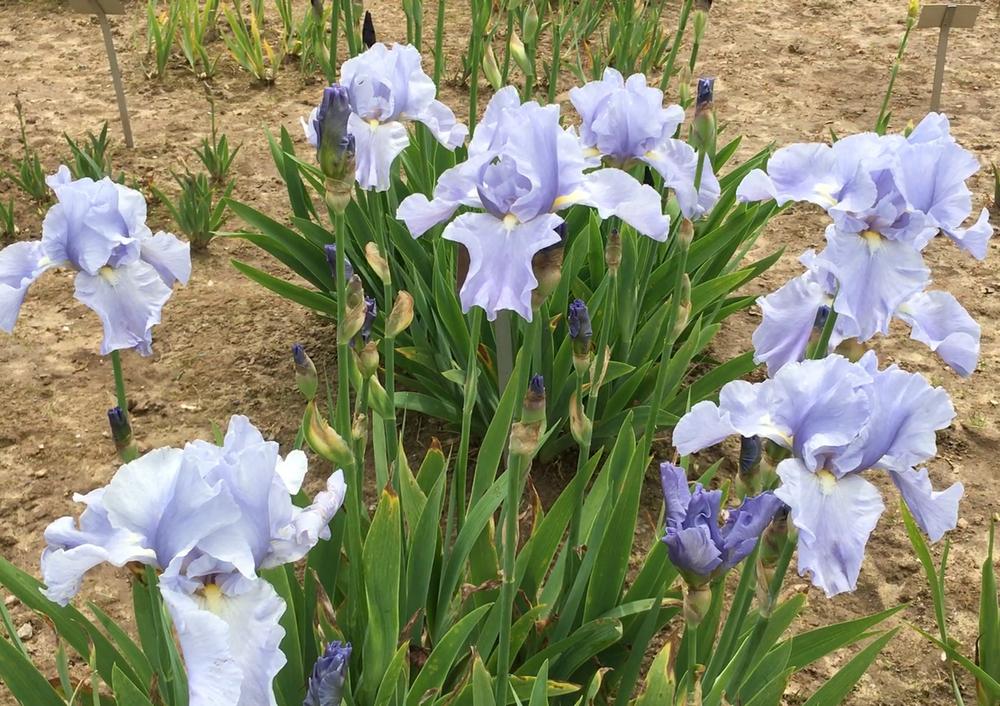 Photo of Tall Bearded Iris (Iris 'Maestro Puccini') uploaded by oongai