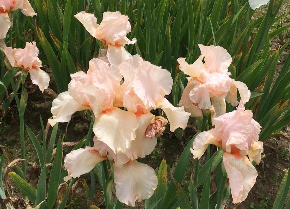 Photo of Tall Bearded Iris (Iris 'May Hall') uploaded by oongai