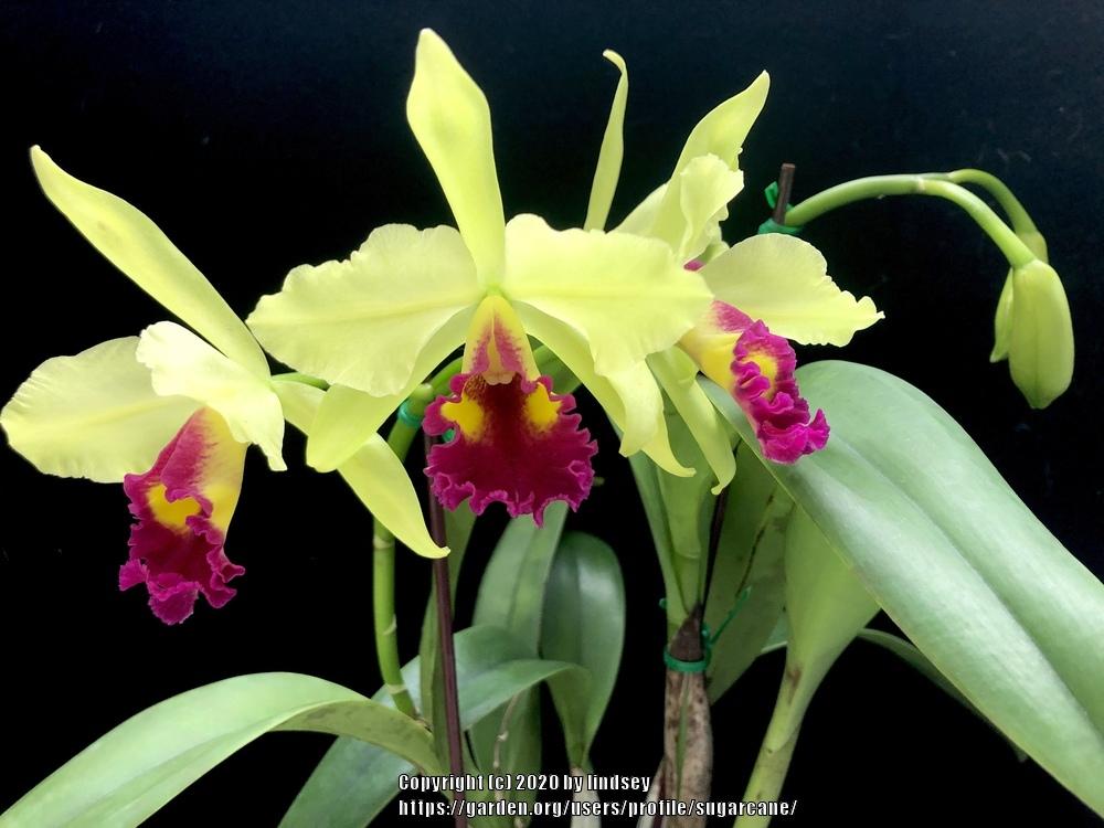 Photo of Orchid (Rhyncattleanthe Fu Shu Glory 'Happy Holiday') uploaded by sugarcane