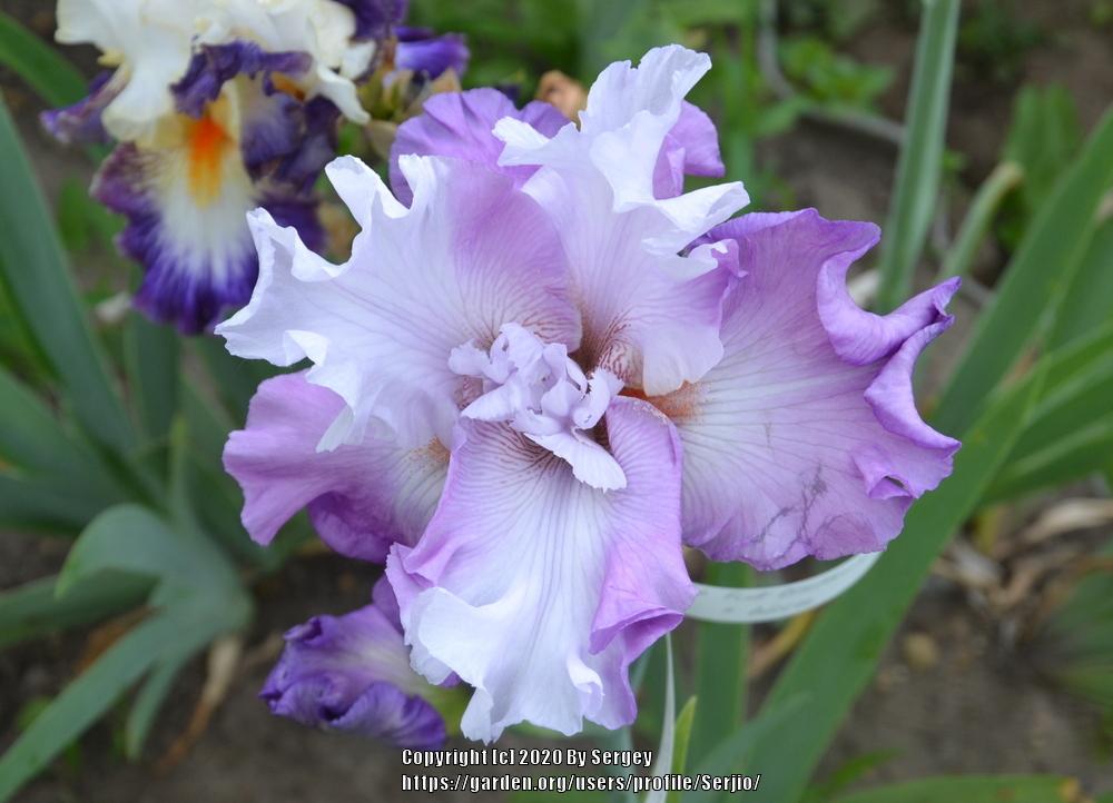 Photo of Tall Bearded Iris (Iris 'Full Disclosure') uploaded by Serjio