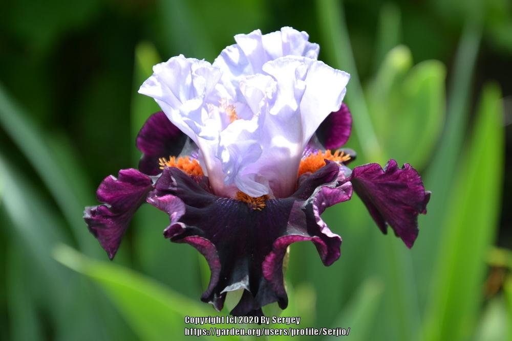 Photo of Tall Bearded Iris (Iris 'Full Figured') uploaded by Serjio
