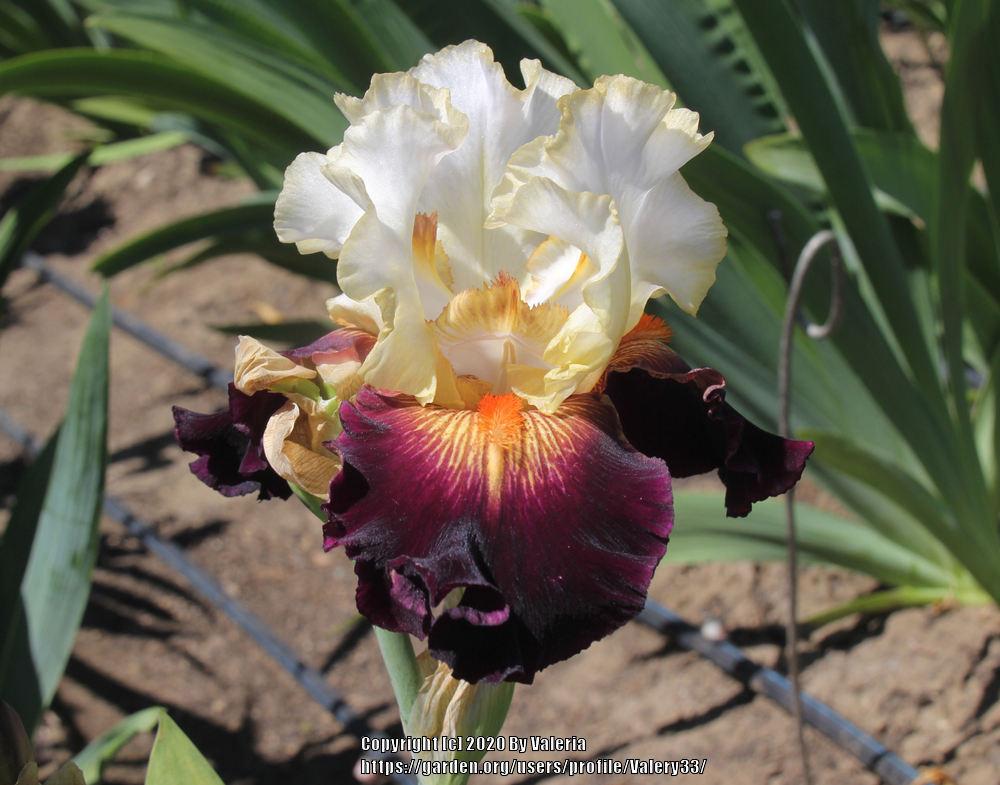 Photo of Tall Bearded Iris (Iris 'Next Millennium') uploaded by Valery33
