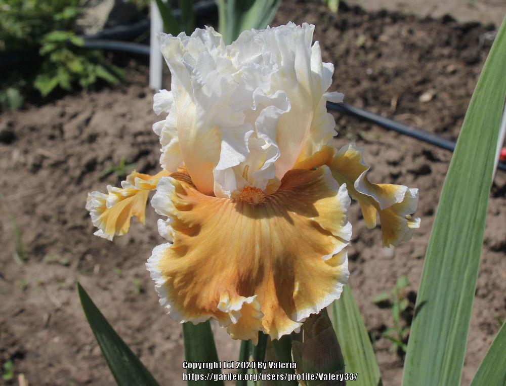 Photo of Tall Bearded Iris (Iris 'Outcaste') uploaded by Valery33