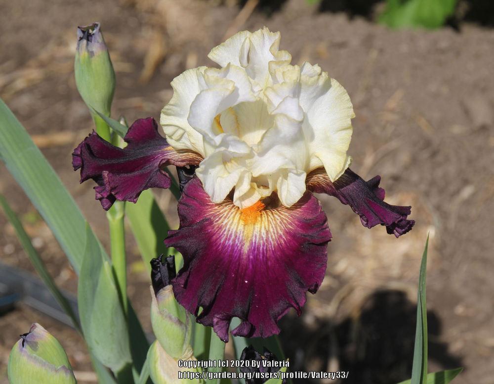 Photo of Tall Bearded Iris (Iris 'Next Millennium') uploaded by Valery33