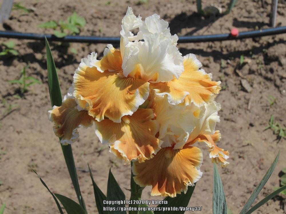 Photo of Tall Bearded Iris (Iris 'Outcaste') uploaded by Valery33