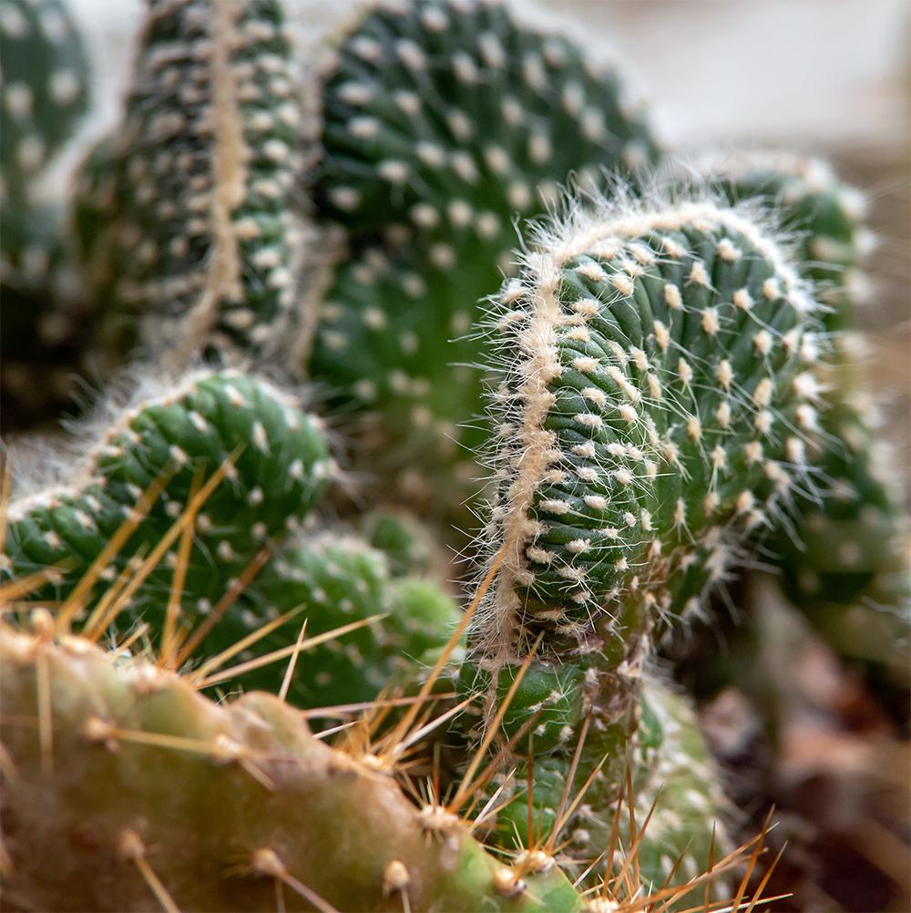 Photo of Austrocylindropuntia (Austrocylindropuntia cylindrica 'Cristata') uploaded by dirtdorphins