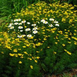 Location: Illinois, US
Date: 2008-07-04
With shasta daisies.