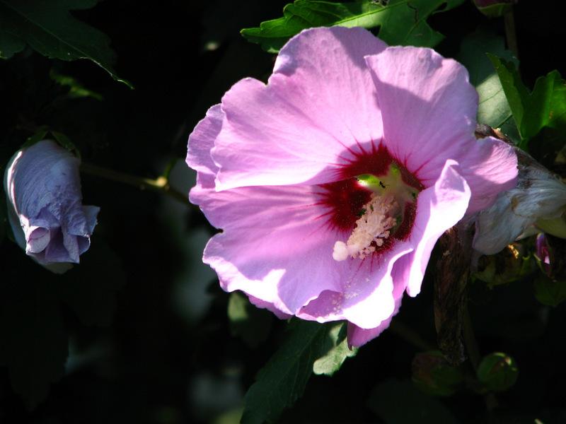 Photo of Roses of Sharon (Hibiscus syriacus) uploaded by molanic