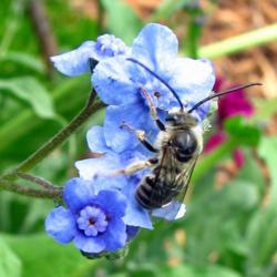 Location: Illinois, US
Date: 2008-07-04
#Pollination  Bee genus Melissodes