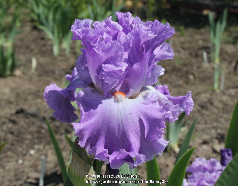 Photo of Tall Bearded Iris (Iris 'Excuse Me Darling') uploaded by Valery33