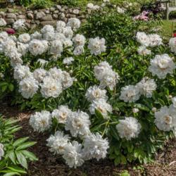 Location: Peony Garden at Nichols Arboretum, Ann Arbor, Michigan
Date: 2019-06-12
Boule de Neige peony - prolific blooms are one reason this cultiv