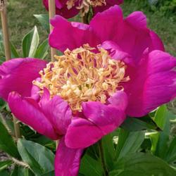 Location: Peony Garden at Nichols Arboretum, Ann Arbor, Michigan
Date: 2018-06-06
Mikado peony - all the 2018 blooms on this plant showed only fain